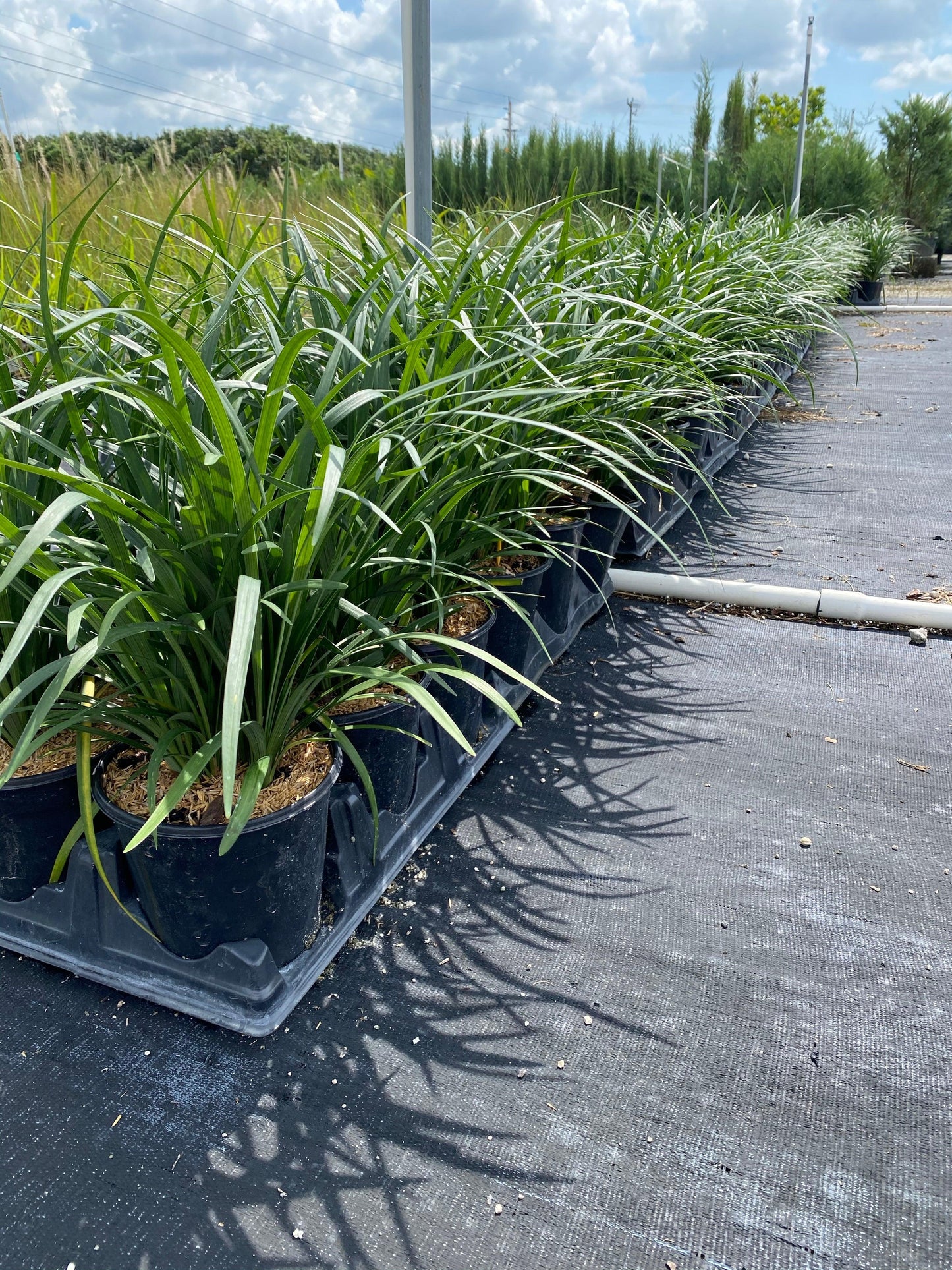 Liriope Fl 1g - View 15 from www redcrocus com