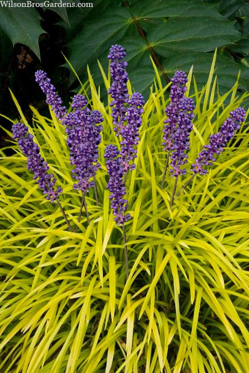 Liriope Fl 1g - View 17 from www redcrocus com