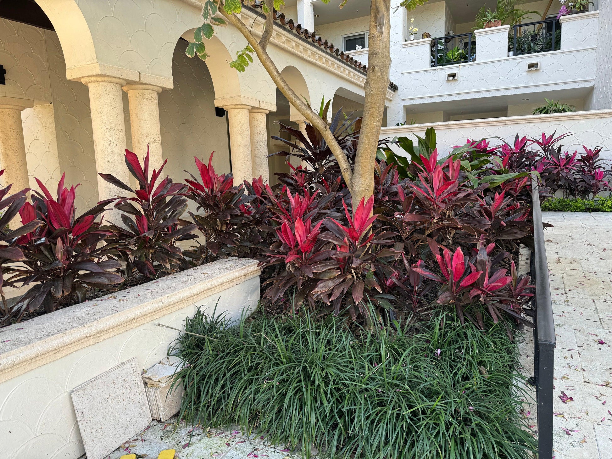Liriope Fl 1g - View 18 from www redcrocus com