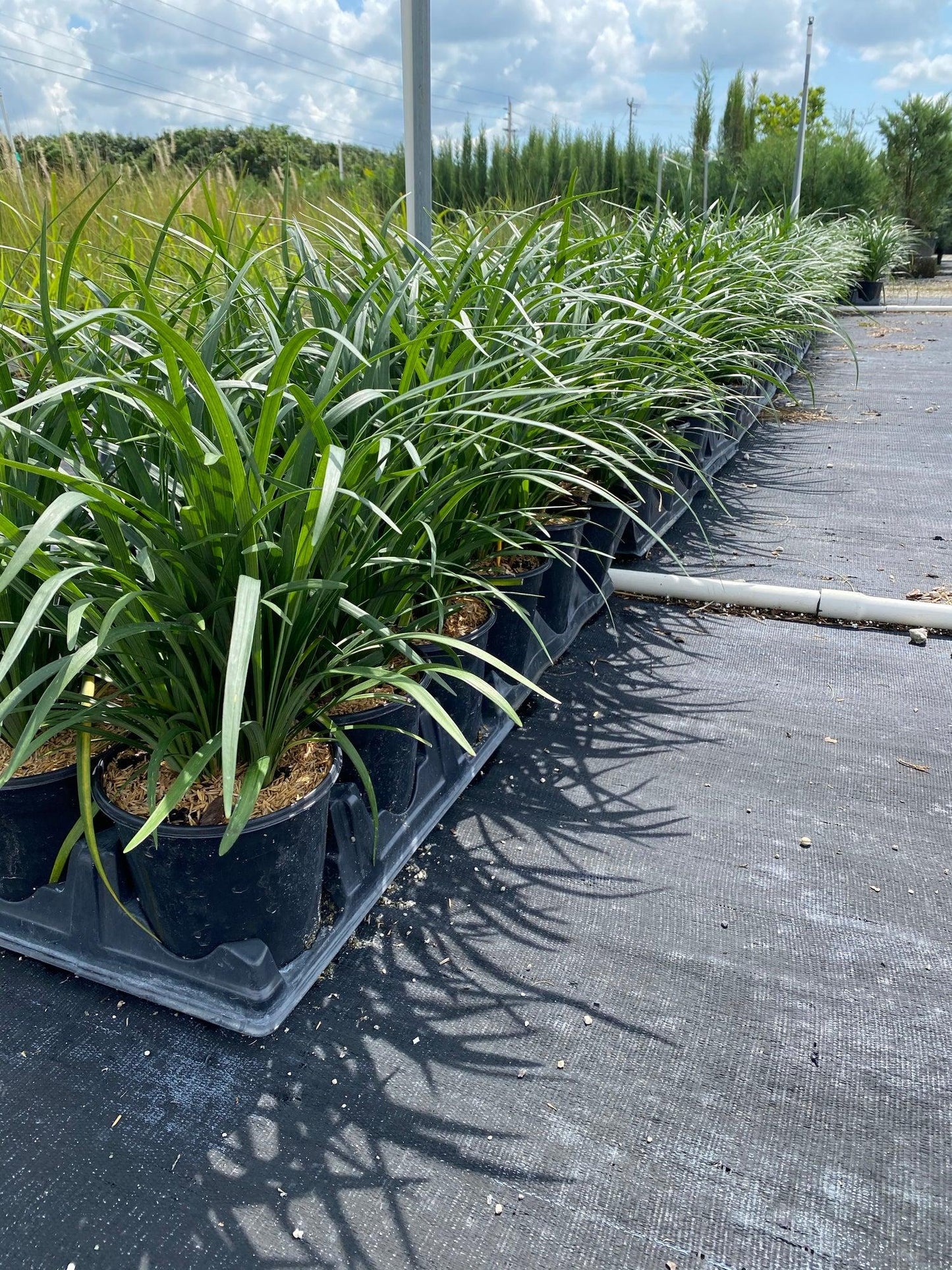 Liriope Fl 1g - View 20 from www redcrocus com