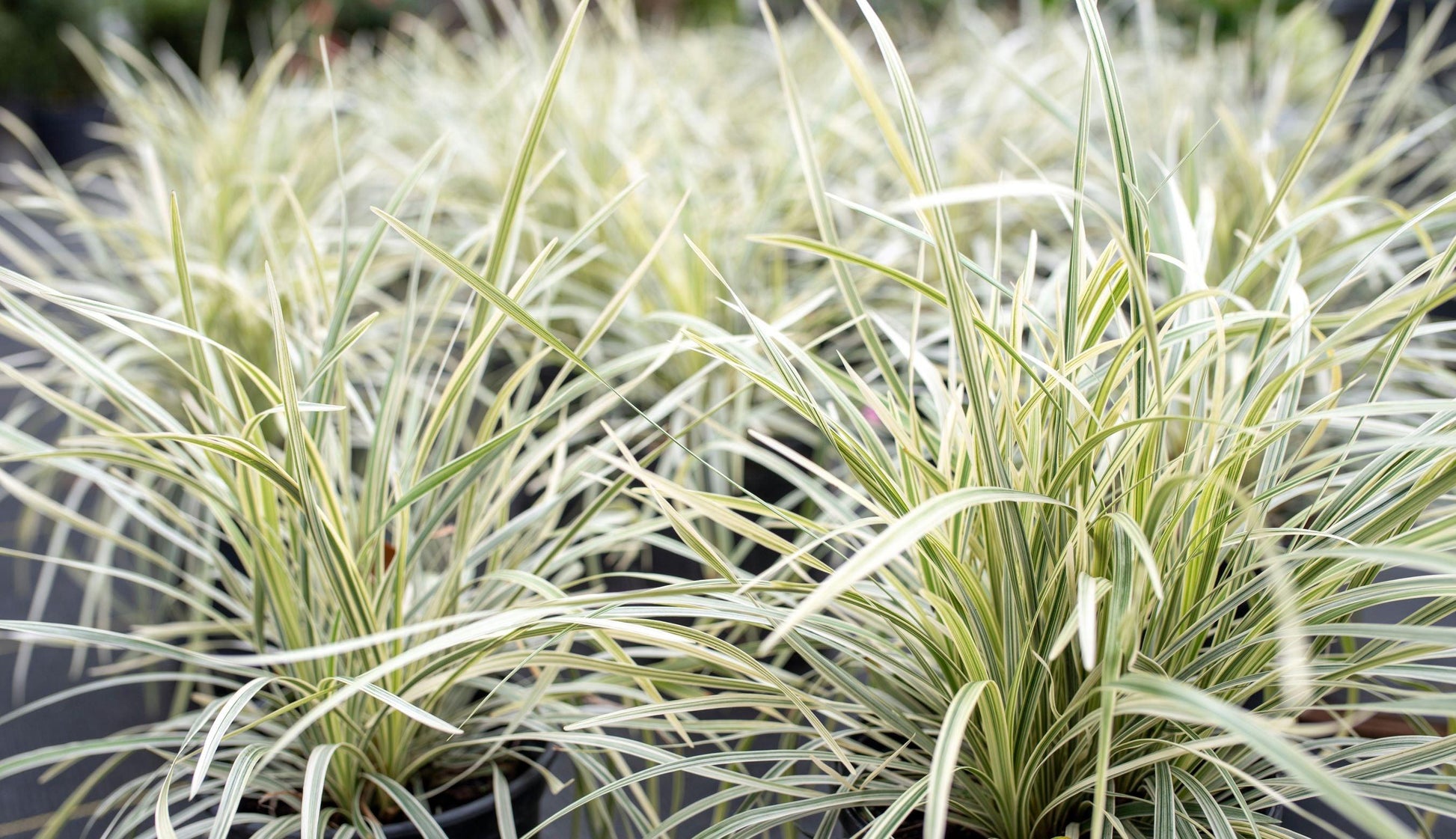 Liriope Fl 1g - View 21 from www redcrocus com