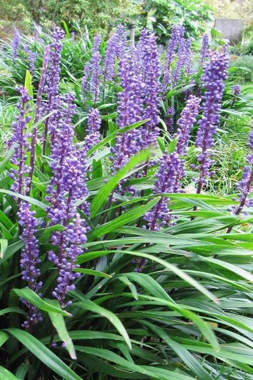 Liriope Fl 1g - View 22 from www redcrocus com