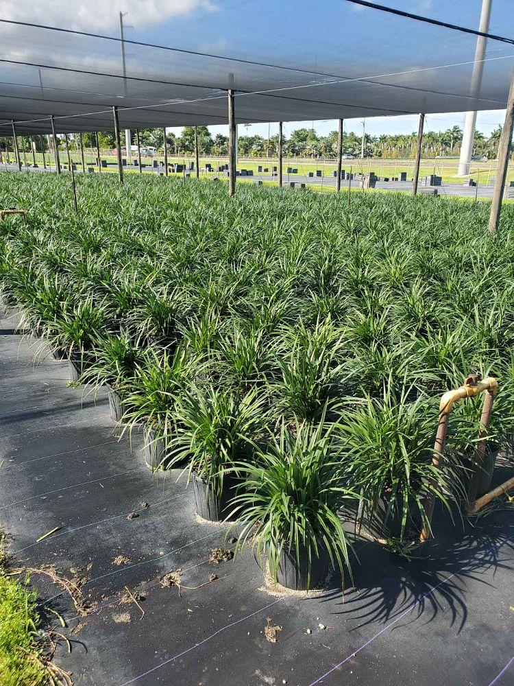 Liriope Fl 1g - View 23 from www redcrocus com