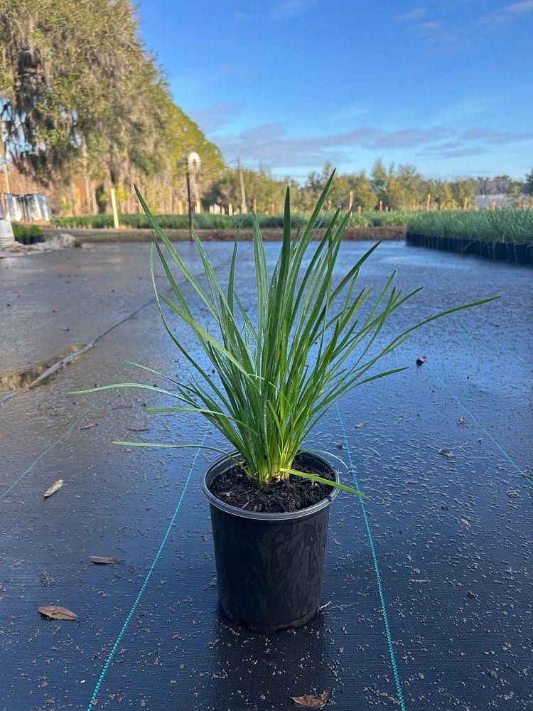 Liriope Fl 1g - View 25 from www redcrocus com