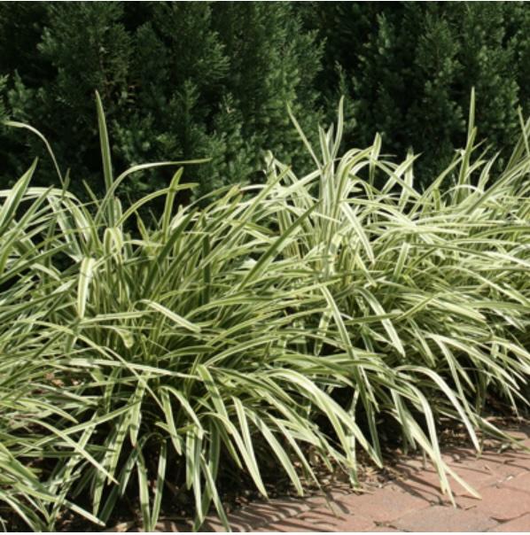 Liriope Fl 1g - View 27 from www redcrocus com