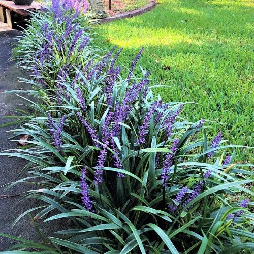 Liriope Fl 1g - View 2 from www redcrocus com
