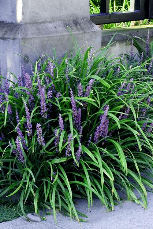 Liriope Fl 1g - View 30 from www redcrocus com