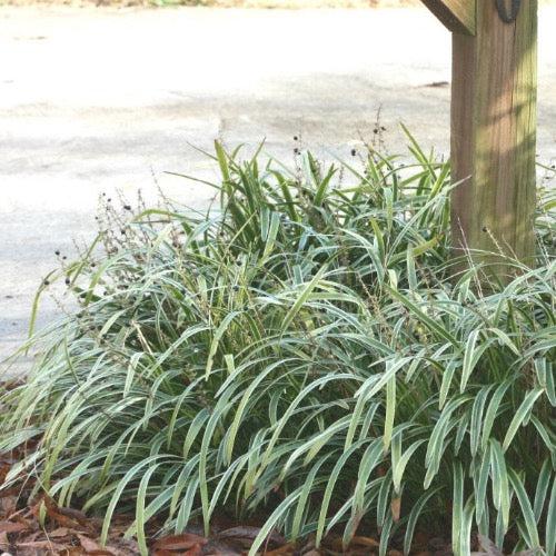 Liriope Fl 1g - View 31 from www redcrocus com