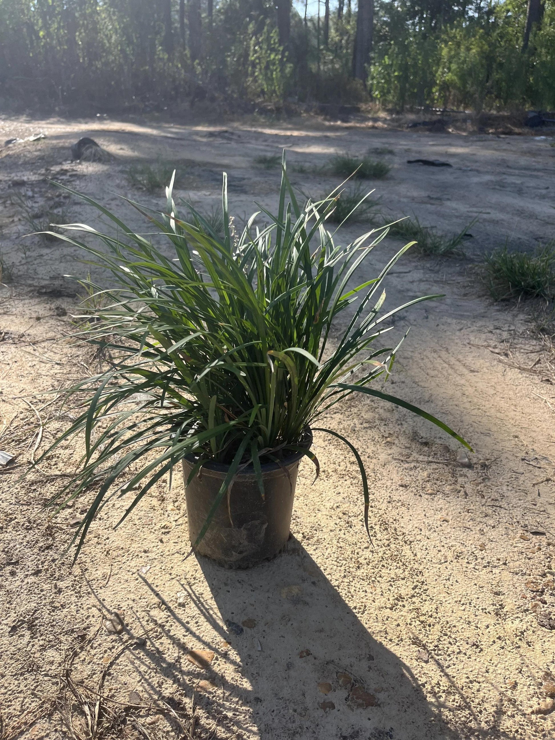 Liriope Fl 1g - View 32 from www redcrocus com
