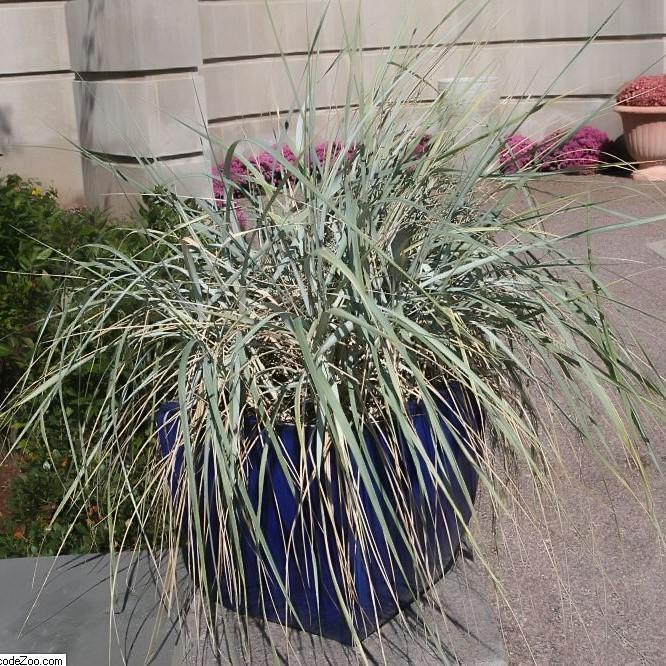 Liriope Fl 1g - View 34 from www redcrocus com