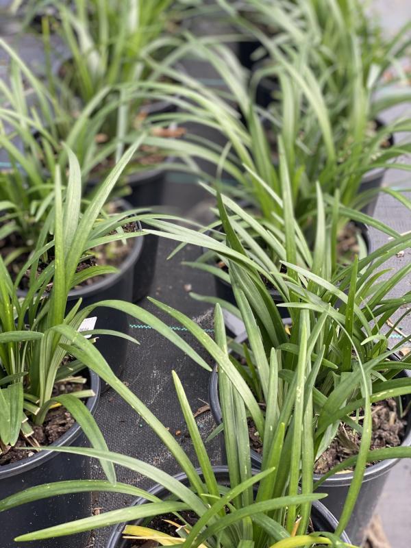 Liriope Fl 1g - View 5 from www redcrocus com