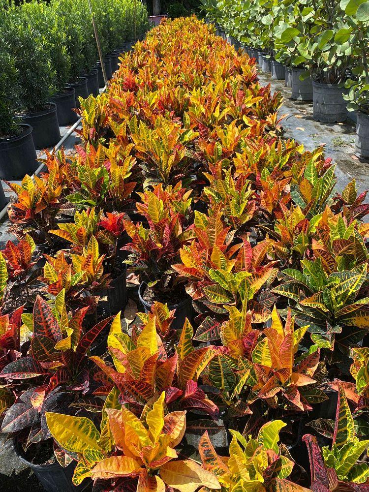 Liriope Fl 1g - View 8 from www redcrocus com