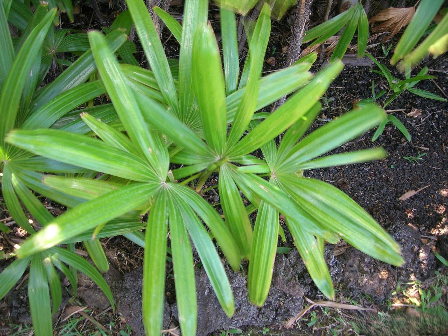 Palm Rhapis Excelsa - View 11 from www redcrocus com