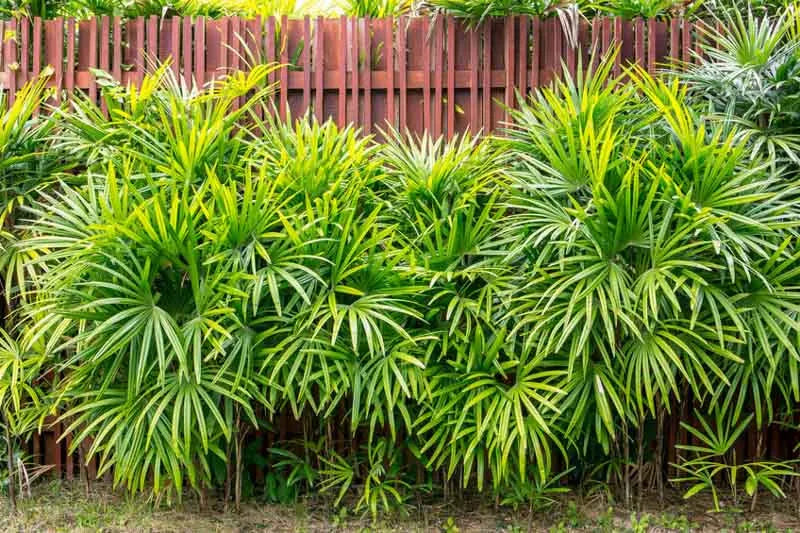 Palm Rhapis Excelsa - View 11 from www redcrocus com
