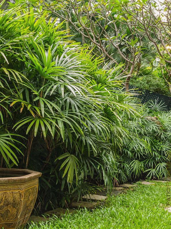 Palm Rhapis Excelsa - View 12 from www redcrocus com