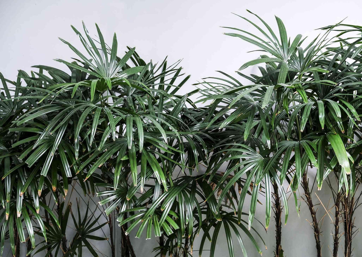 Palm Rhapis Excelsa - View 13 from www redcrocus com