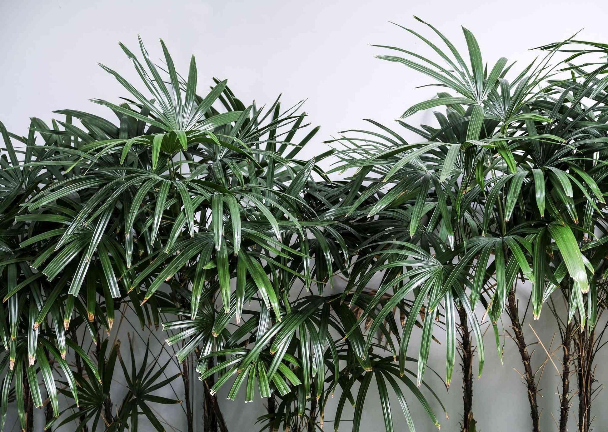 Palm Rhapis Excelsa - View 13 from www redcrocus com