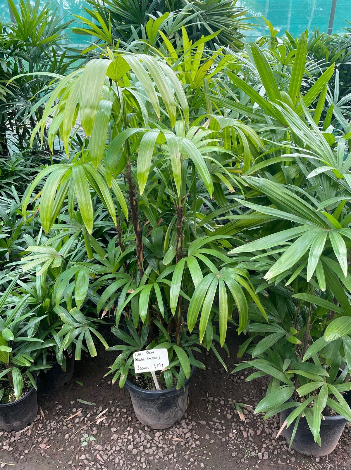 Palm Rhapis Excelsa - View 6 from www redcrocus com