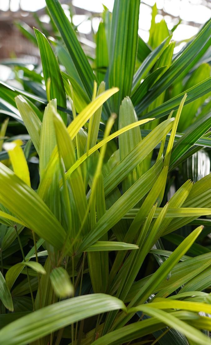 Palm Rhapis Excelsa - View 8 from www redcrocus com