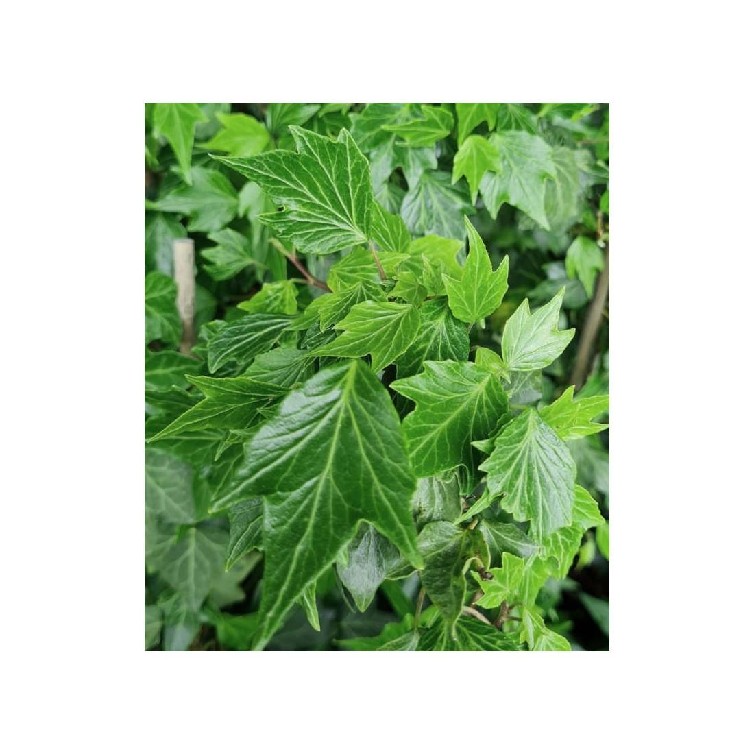 Hedera Helix Green - View 10 from www redcrocus com