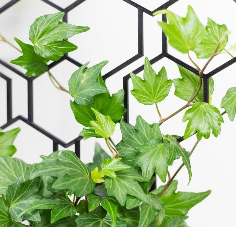 Hedera Helix Green - View 15 from www redcrocus com