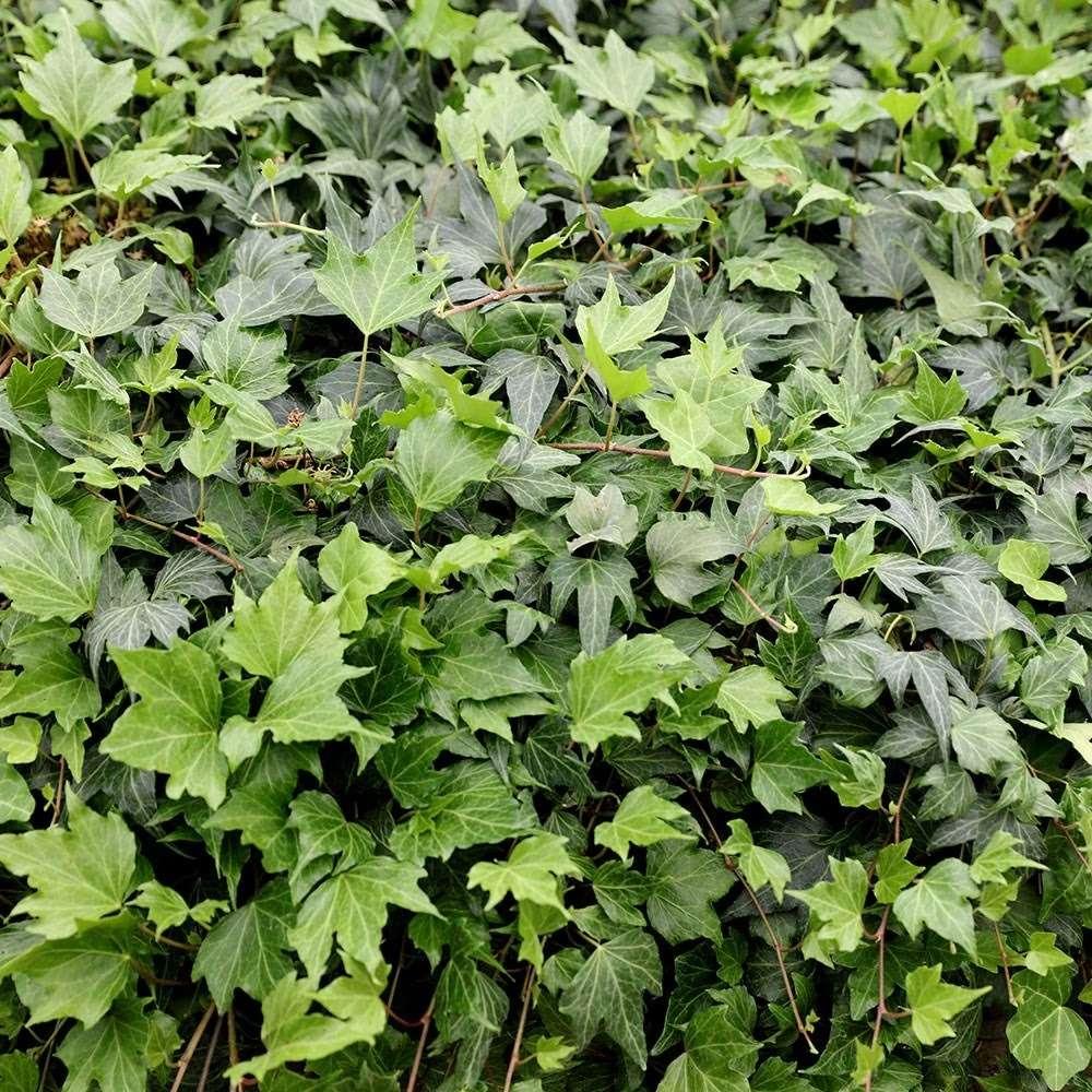 Hedera Helix Green - View 5 from www redcrocus com
