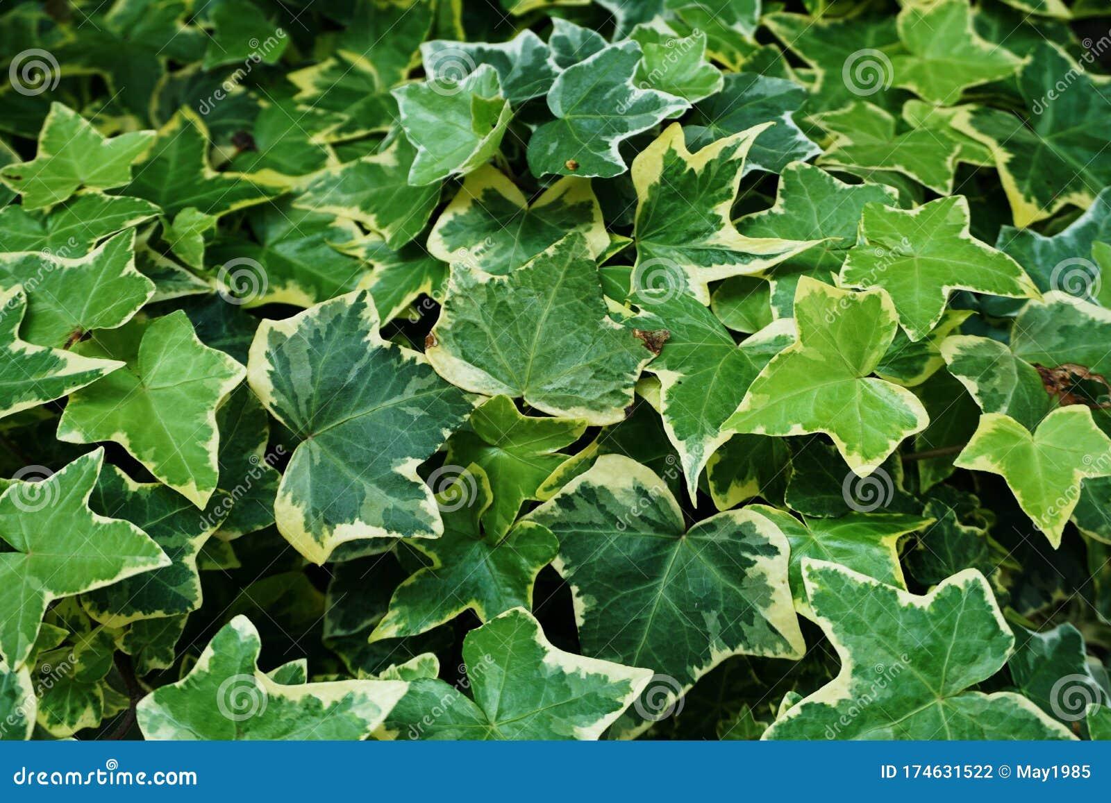 Hedera Helix Green Ivy - View 11 from www redcrocus com