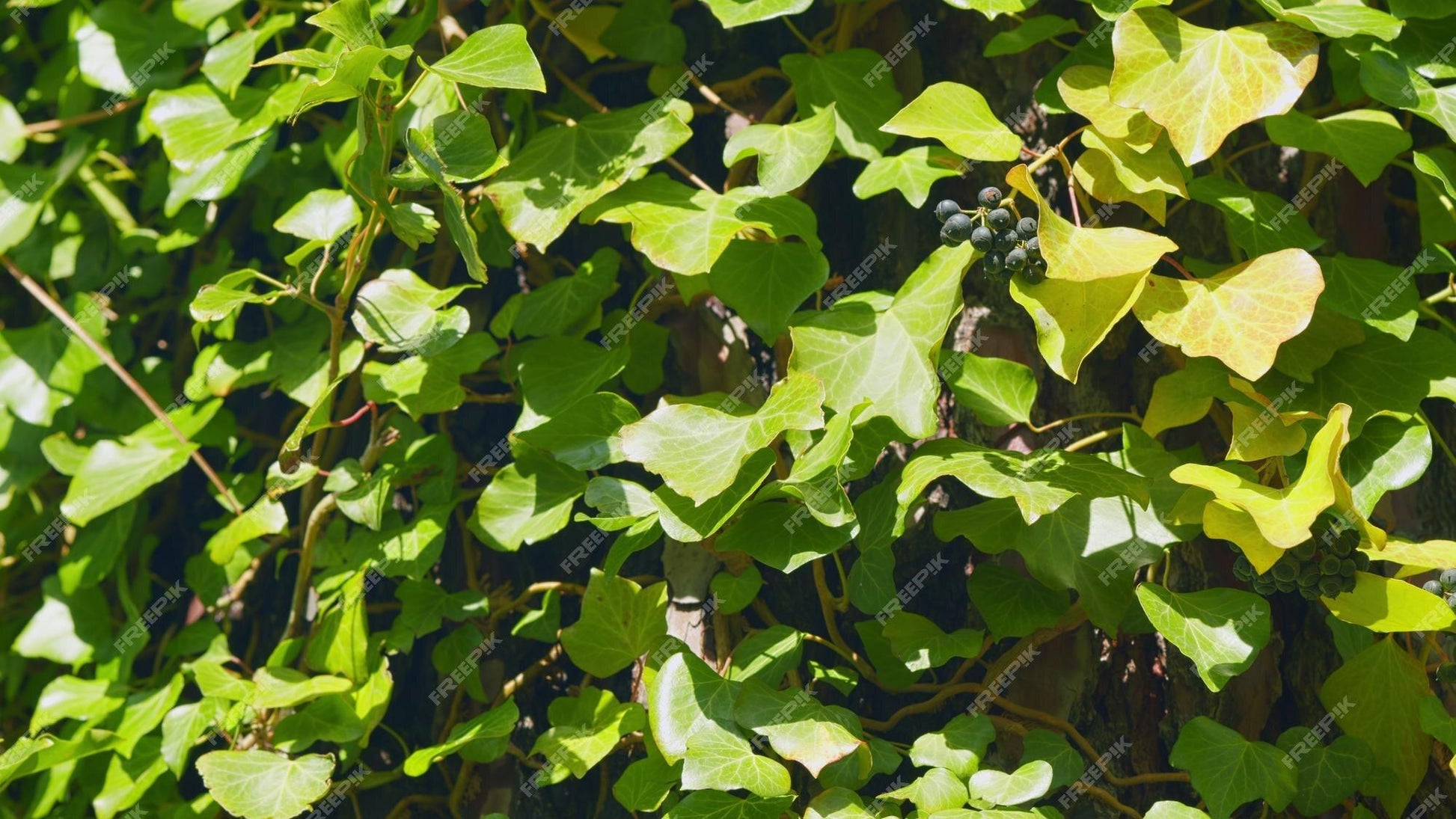 Hedera Helix Green Ivy - View 18 from www redcrocus com
