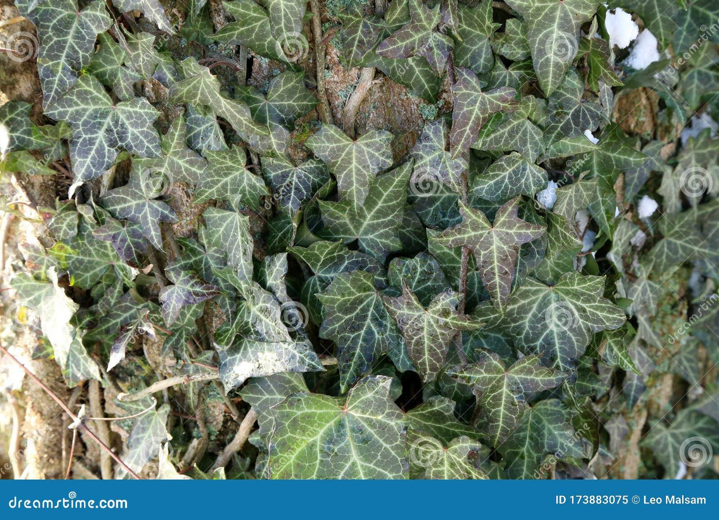 Hedera Helix Green Ivy - View 2 from www redcrocus com