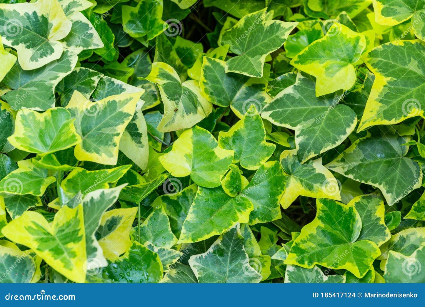 Hedera Helix Green Ivy - View 5 from www redcrocus com