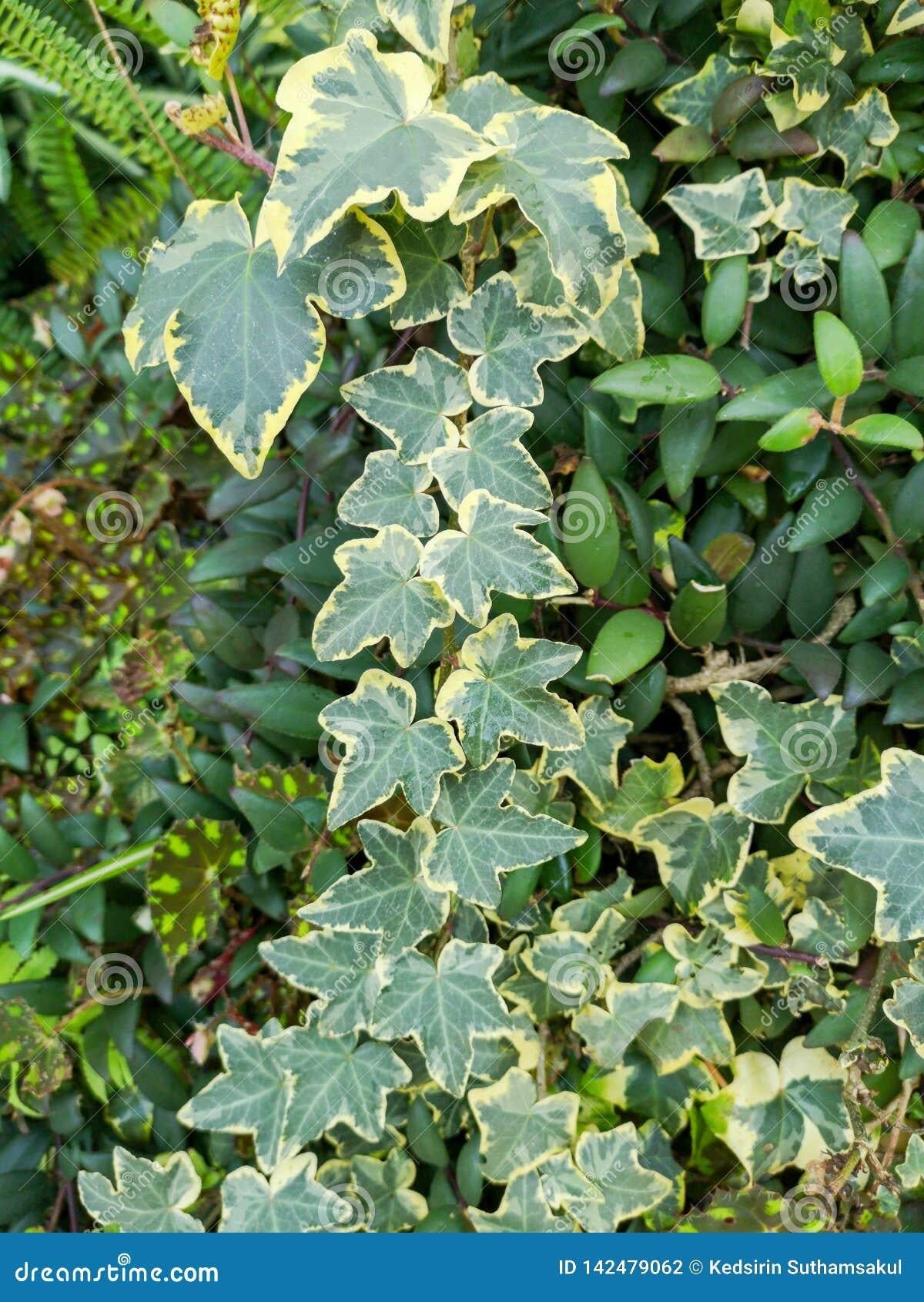 Hedera Helix Green Ivy - View 6 from www redcrocus com