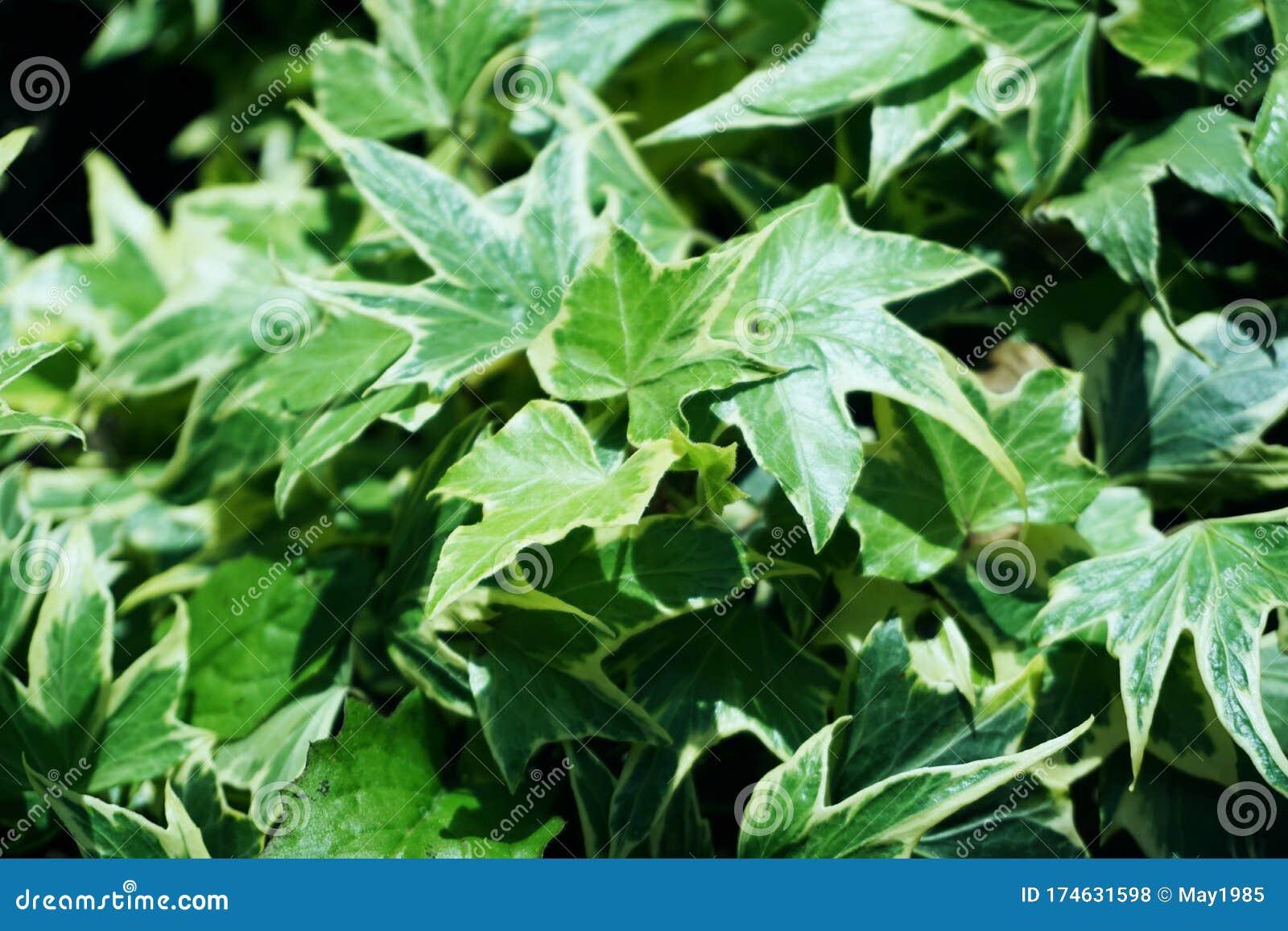 Hedera Helix Green Ivy - View 8 from www redcrocus com
