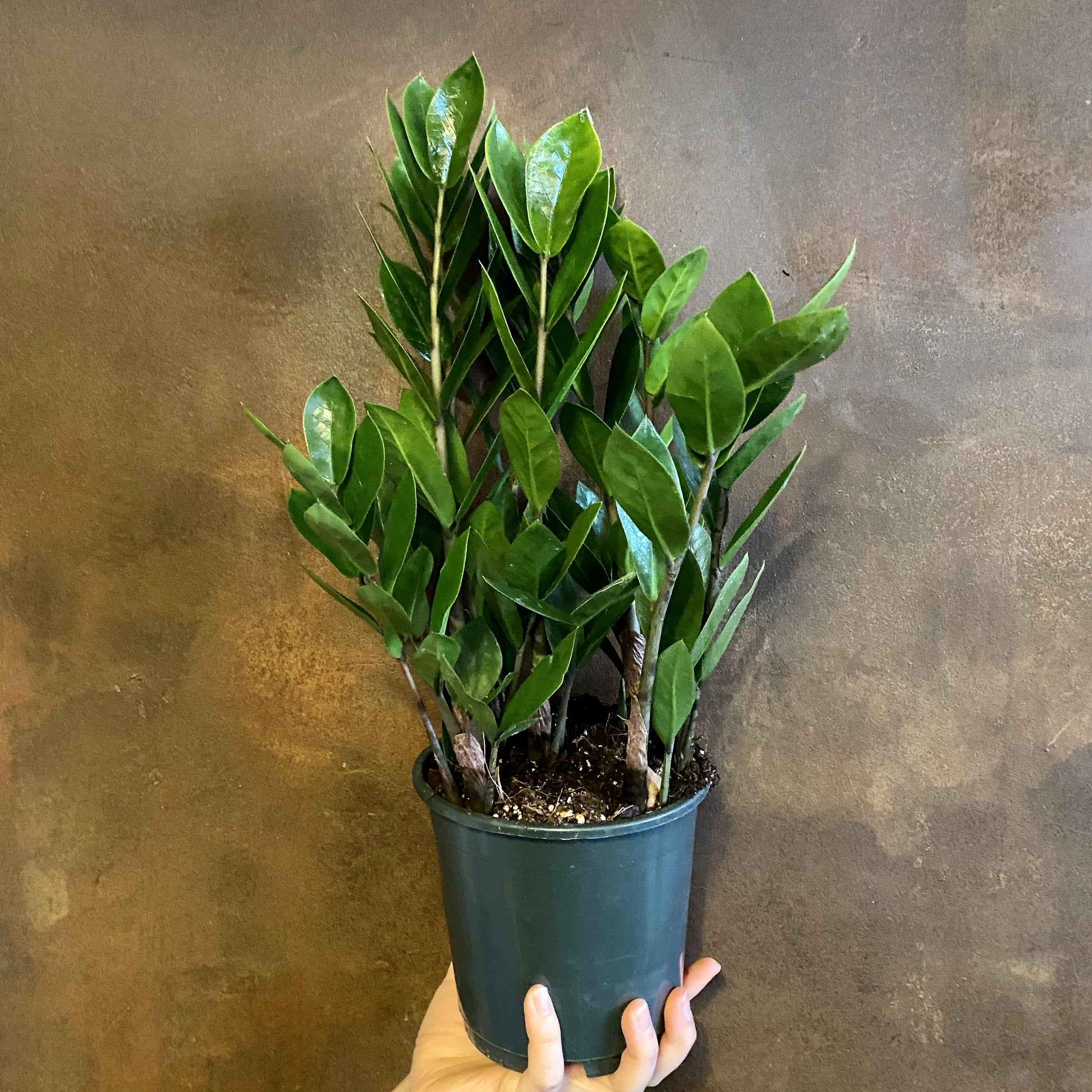 Zamioculcas Zamiifolia - View 12 from www redcrocus com