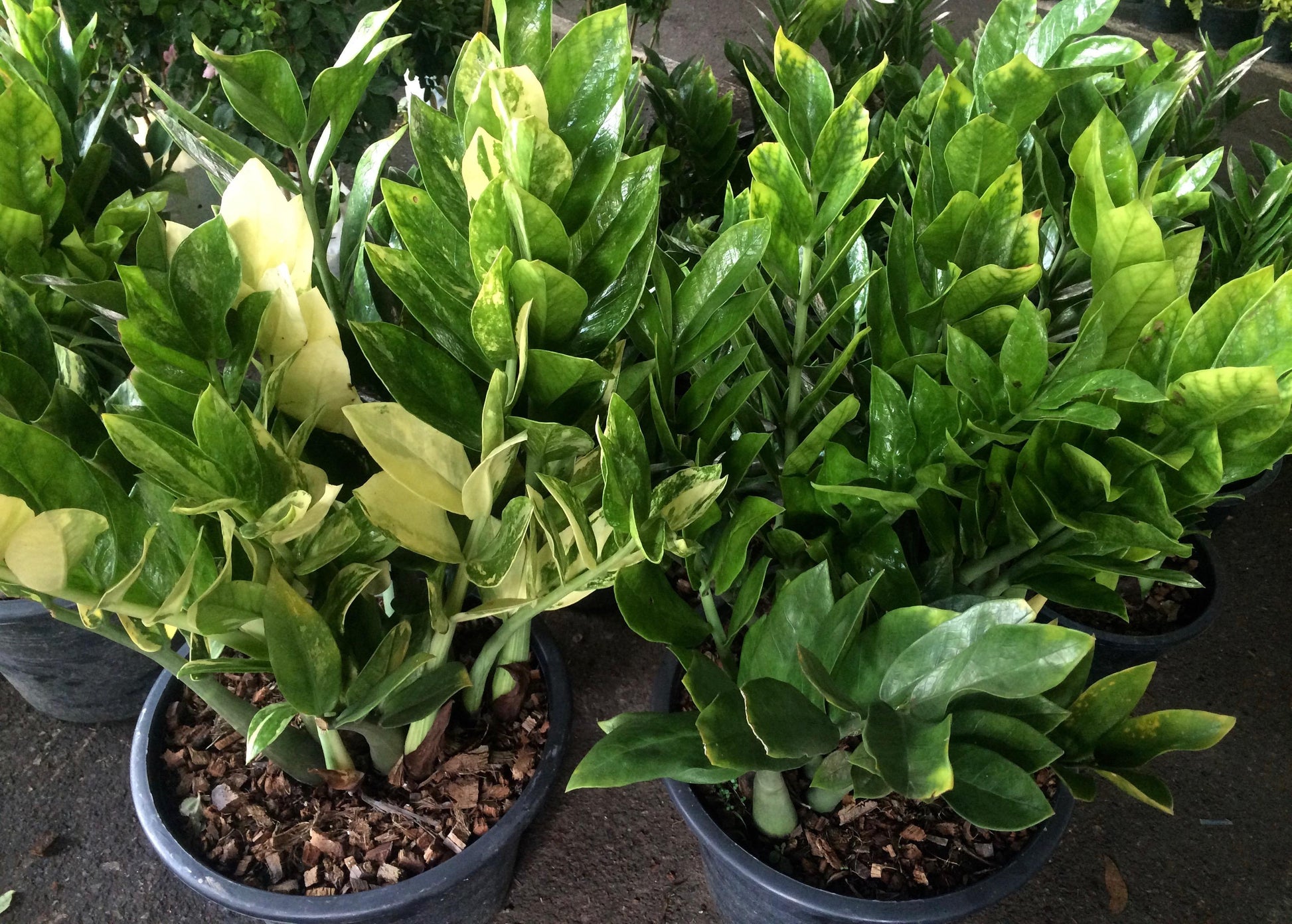 Zamioculcas Zamiifolia - View 14 from www redcrocus com