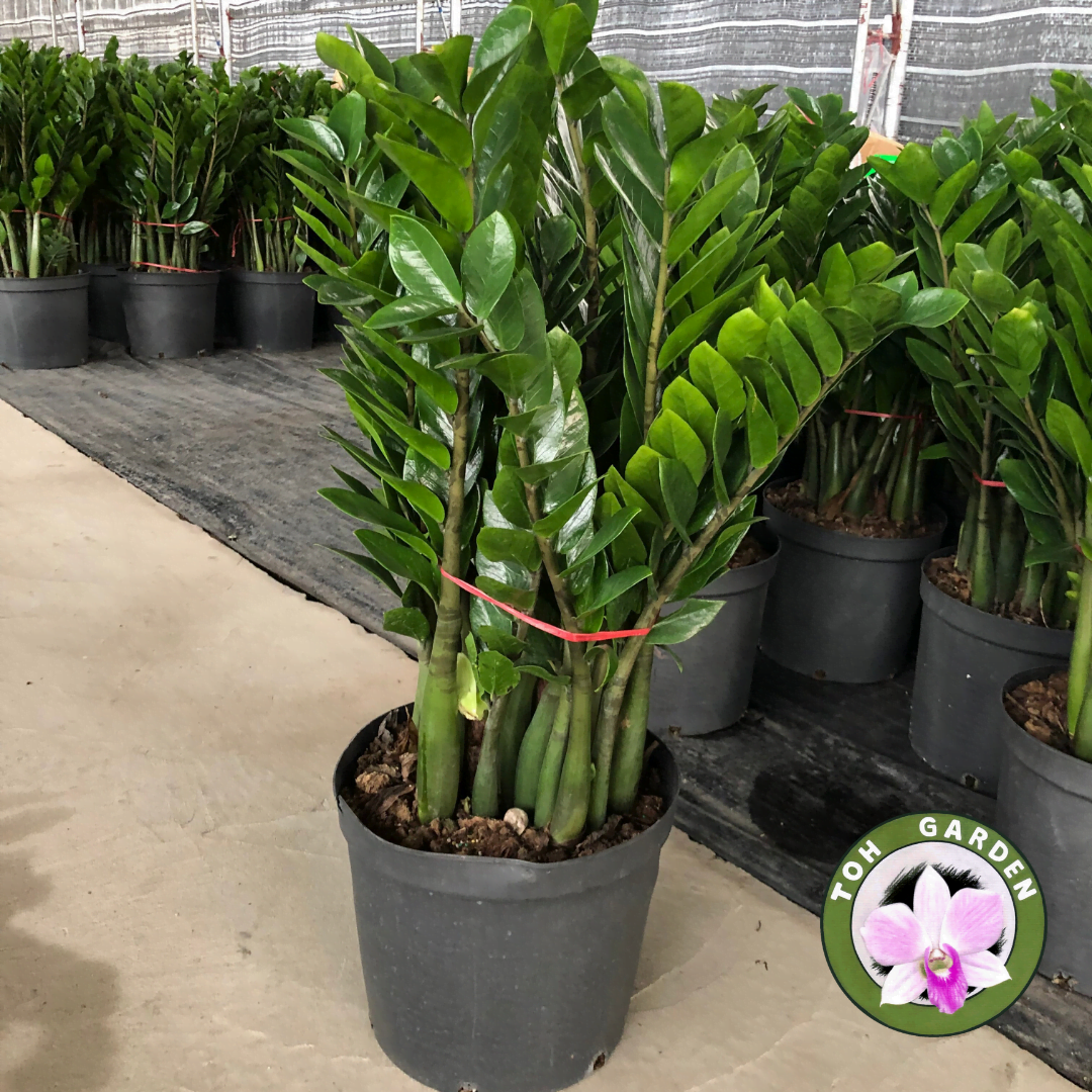 Zamioculcas Zamiifolia - View 9 from www redcrocus com