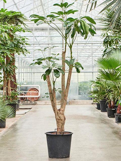Schefflera Actinophylla 'amate' - View 11 from www redcrocus com
