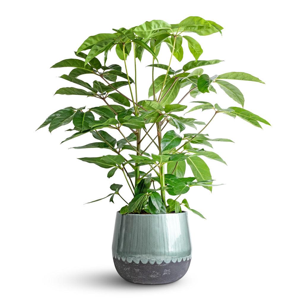 Schefflera Actinophylla 'amate' - View 12 from www redcrocus com