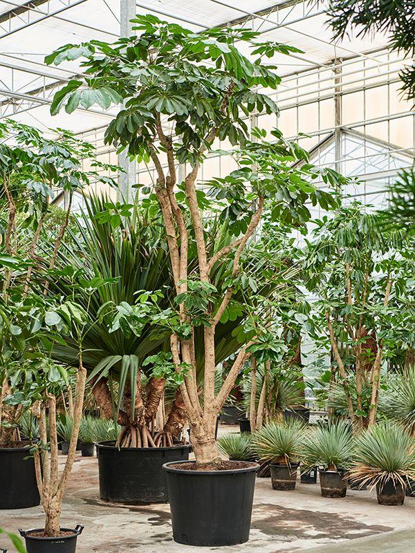 Schefflera Actinophylla 'amate' - View 16 from www redcrocus com
