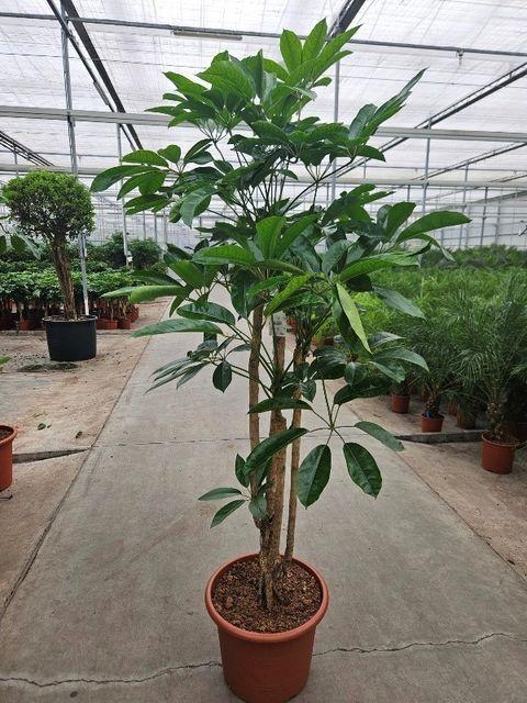 Schefflera Actinophylla 'amate' - View 18 from www redcrocus com