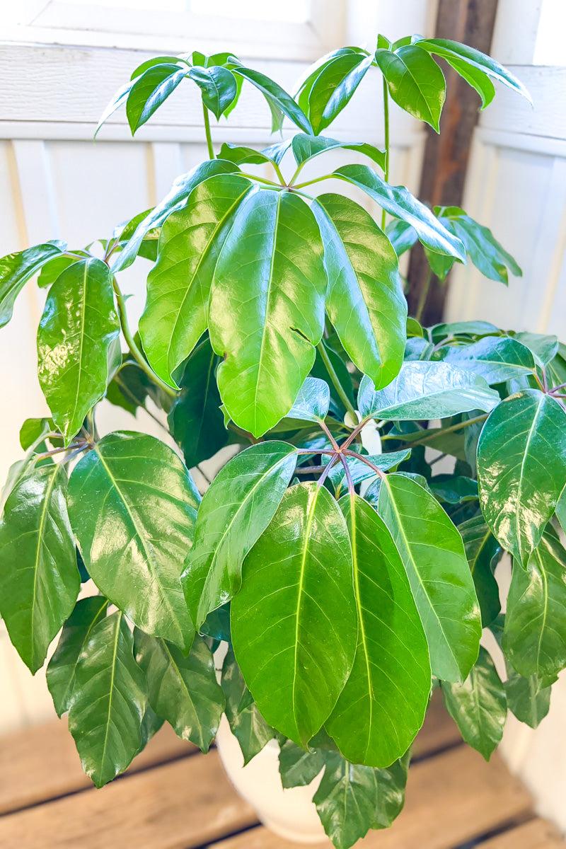 Schefflera Actinophylla 'amate' - View 19 from www redcrocus com