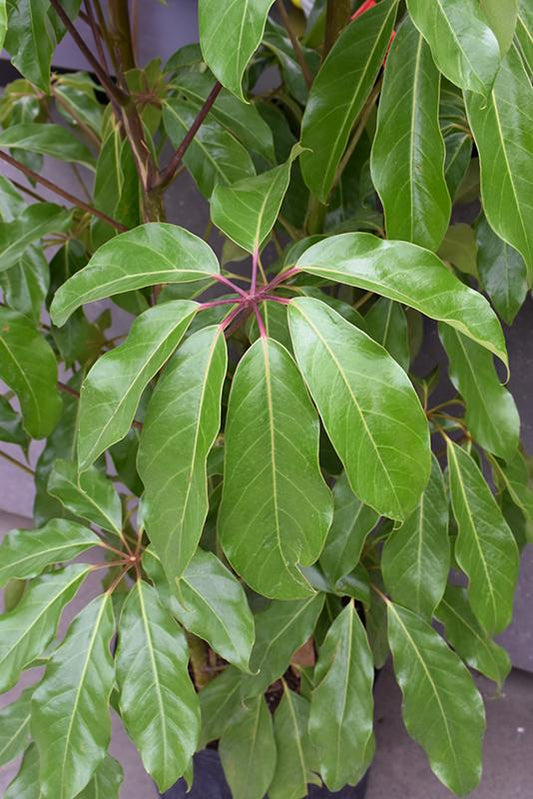 Schefflera Actinophylla 'amate' - View 1 from www redcrocus com