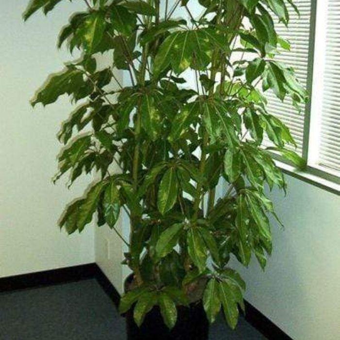 Schefflera Actinophylla 'amate' - View 20 from www redcrocus com