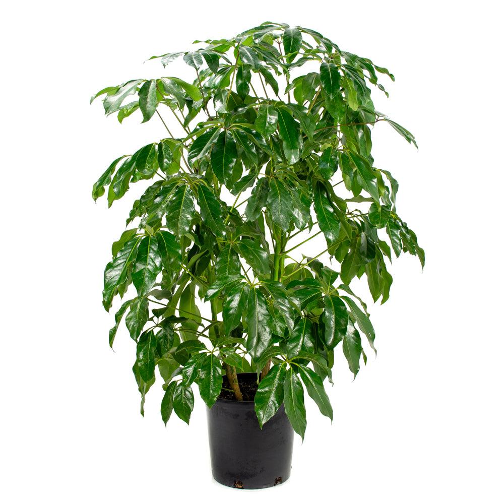 Schefflera Actinophylla 'amate' - View 21 from www redcrocus com