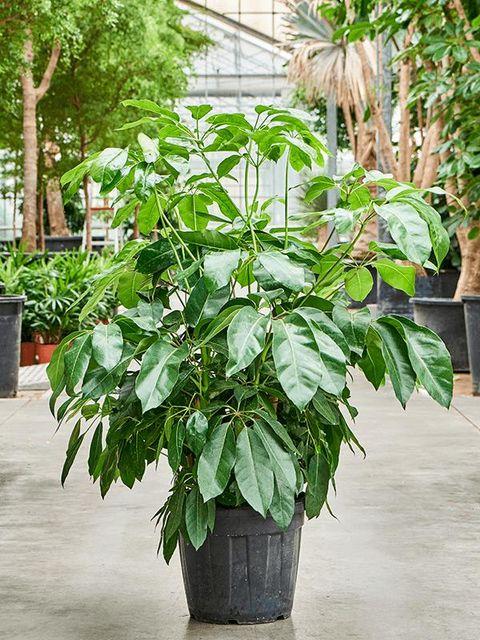 Schefflera Actinophylla 'amate' - View 23 from www redcrocus com