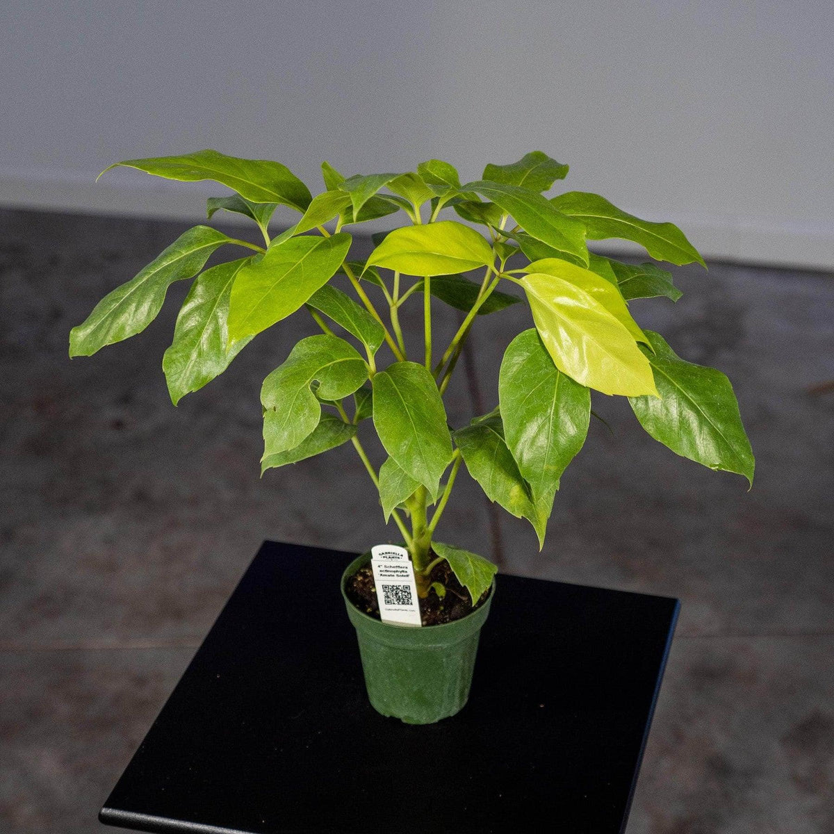 Schefflera Actinophylla 'amate' - View 24 from www redcrocus com