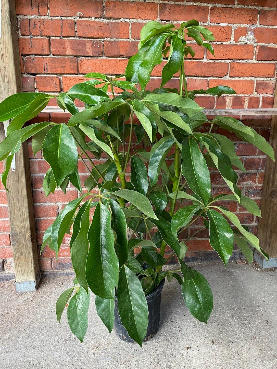 Schefflera Actinophylla 'amate' - View 25 from www redcrocus com
