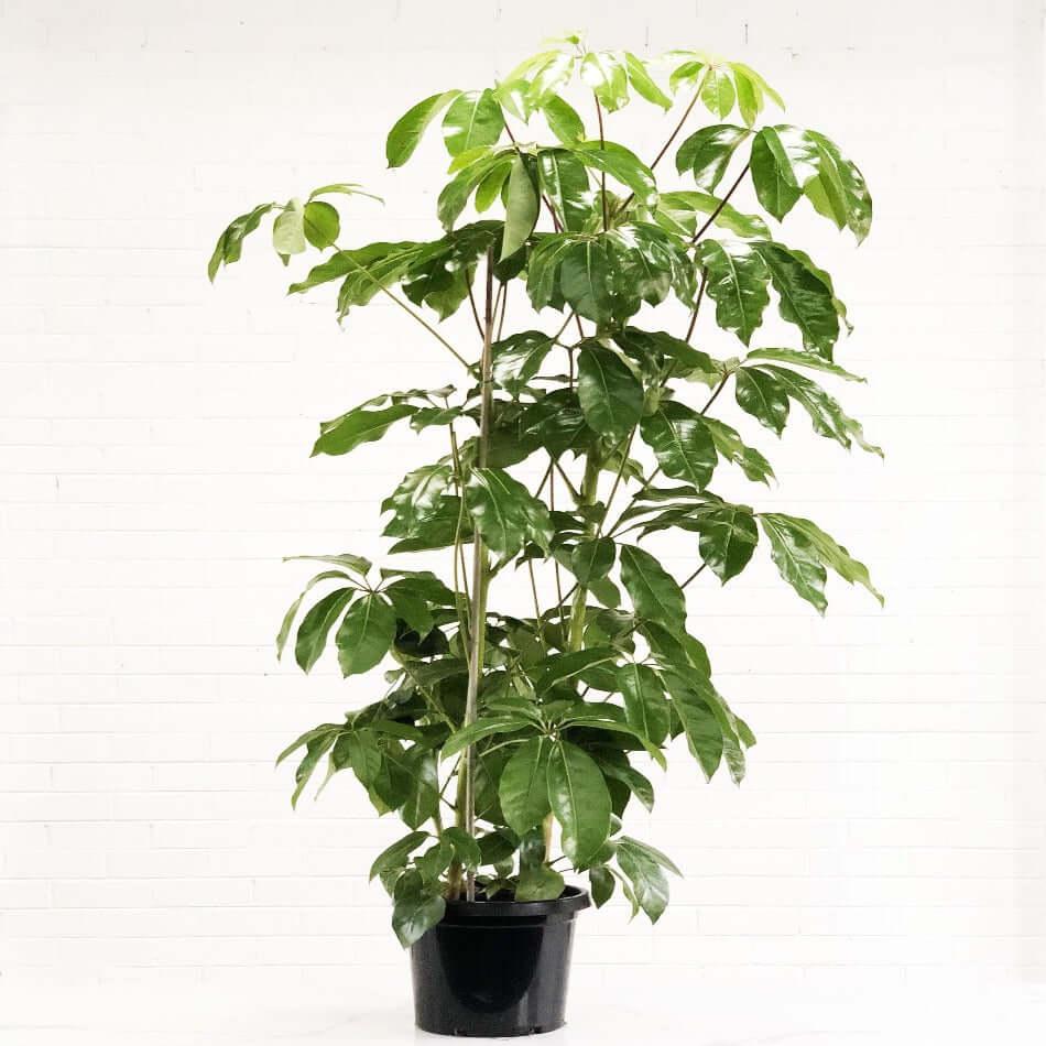 Schefflera Actinophylla 'amate' - View 27 from www redcrocus com