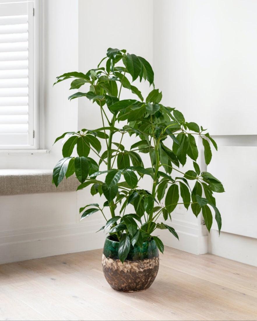 Schefflera Actinophylla 'amate' - View 28 from www redcrocus com