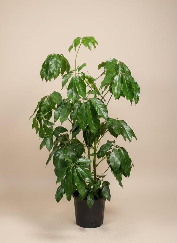 Schefflera Actinophylla 'amate' - View 30 from www redcrocus com