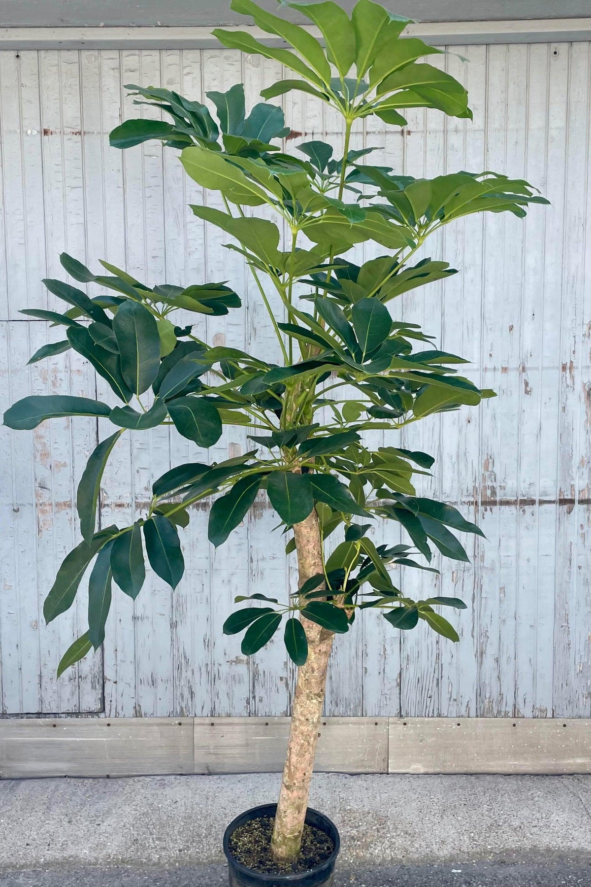 Schefflera Actinophylla 'amate' - View 31 from www redcrocus com